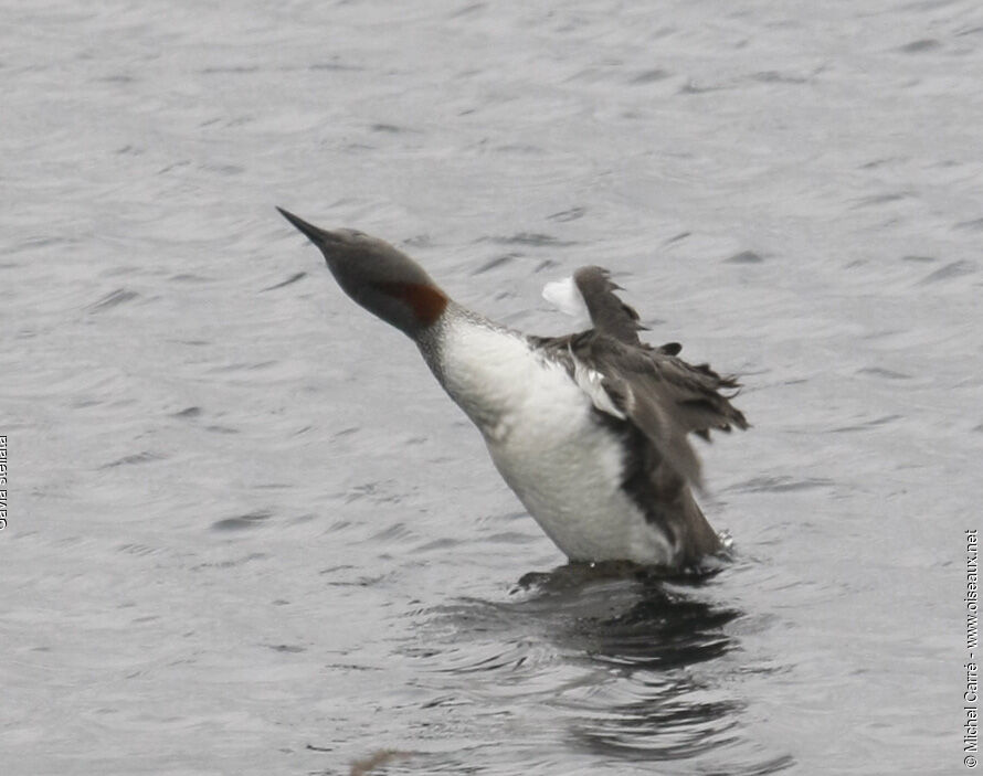 Red-throated Loonadult, Behaviour