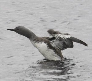 Plongeon catmarin 
&copy; Michel Carr�