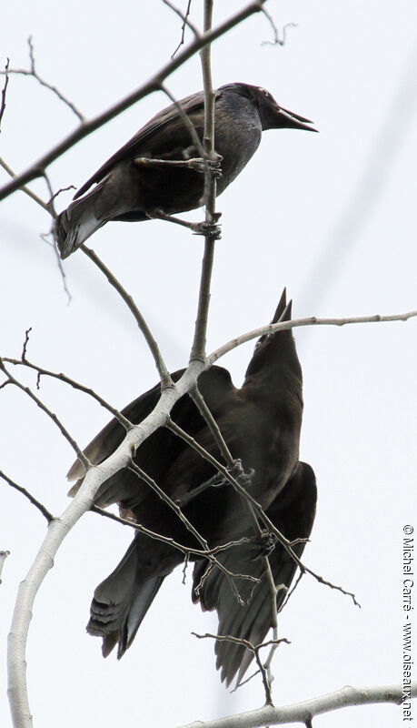 Common Grackle adult