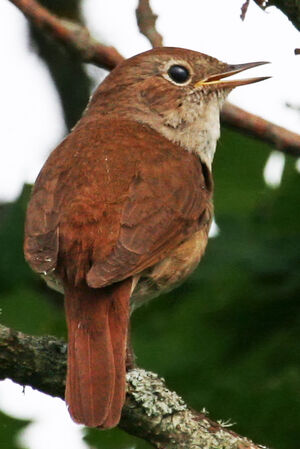 Common Nightingale 
&copy; Michel Carr�