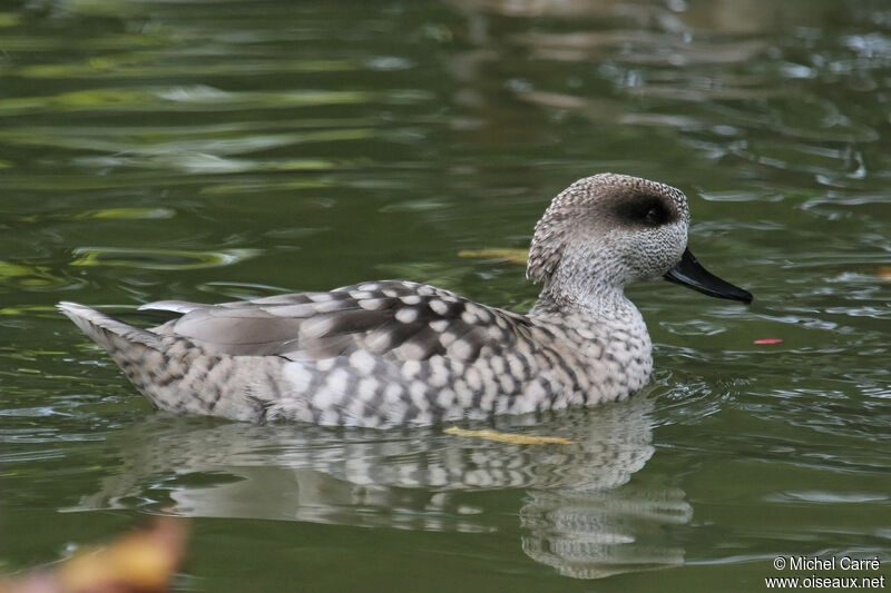 Marbled Duckadult, close-up portrait