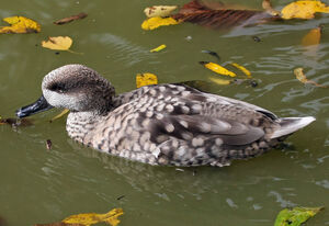 Marbled Duck 
&copy; Michel Carr�