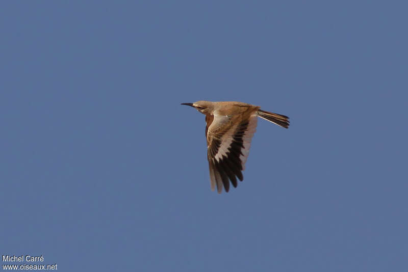Greater Hoopoe-Larkadult, Flight
