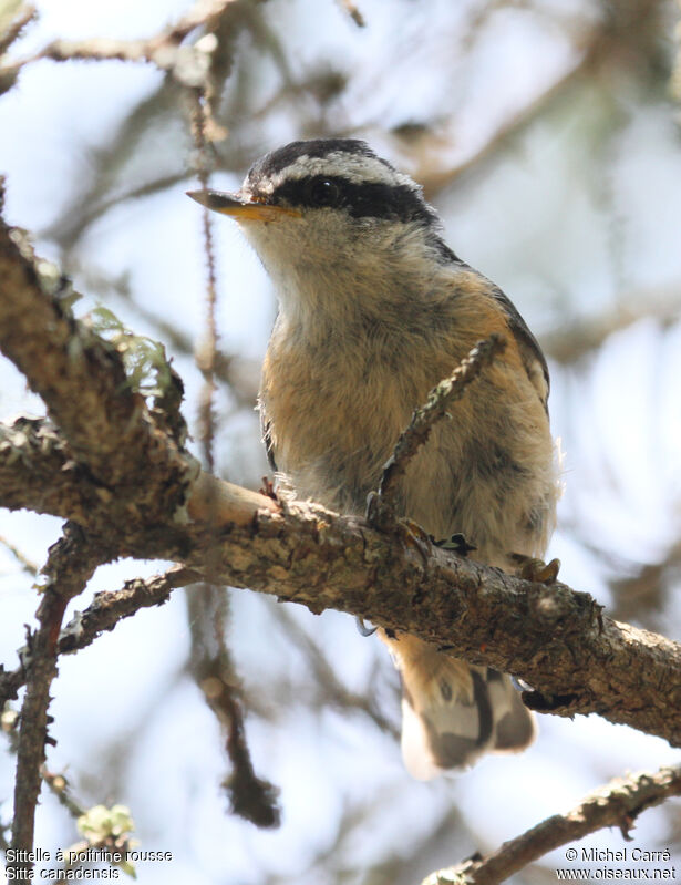 Red-breasted Nuthatch female adult