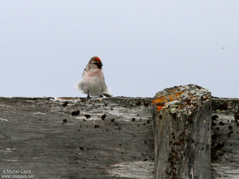 Arctic Redpoll male adult