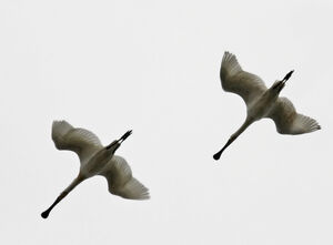 Spatule blanche