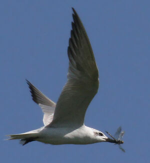 Gull-billed Tern