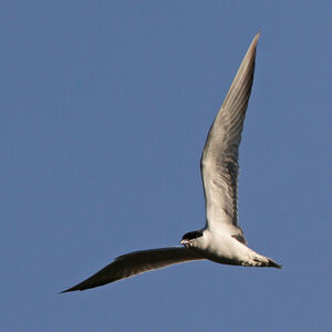 Gull-billed Tern