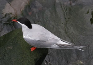 Common Tern 
&copy; Michel Carr�