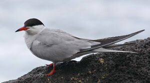 Common Tern 
&copy; Michel Carr�