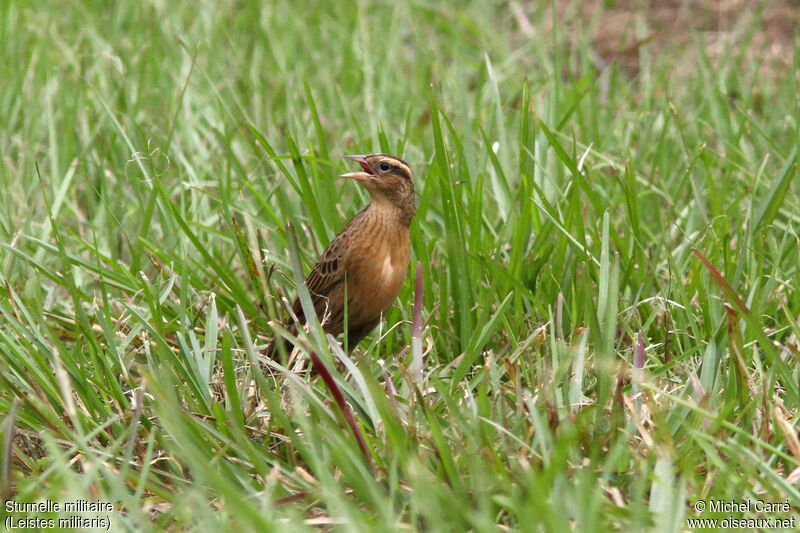 Red-breasted Meadowlark female adult