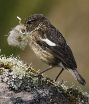 European Stonechat 
&copy; Michel Carr�