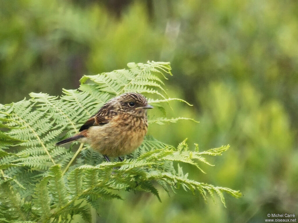 European Stonechatjuvenile