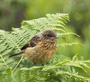 European Stonechat 
&copy; Michel Carr�