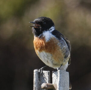 European Stonechat 
&copy; Michel Carr�