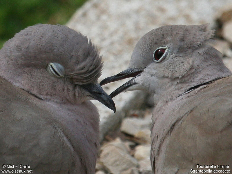 Eurasian Collared Dove, Behaviour