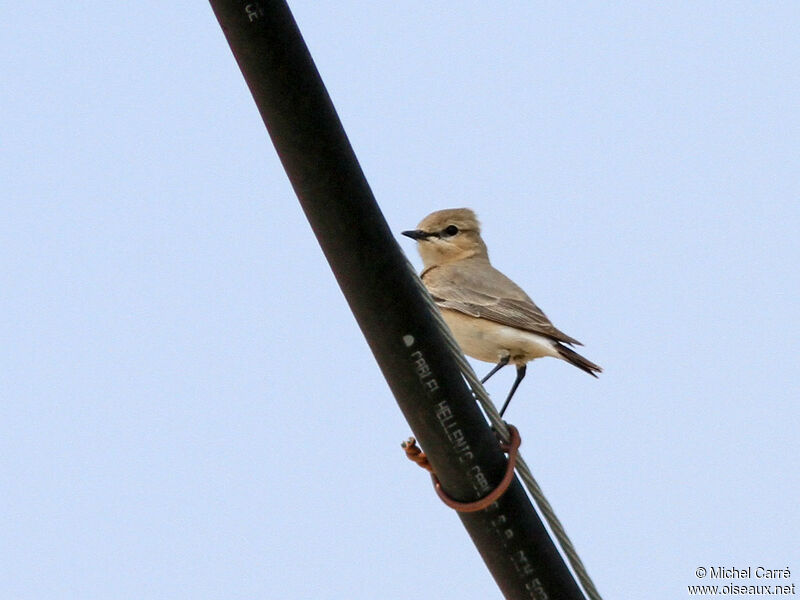Isabelline Wheatear male adult