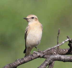 Black-eared Wheatear 
&copy; Michel Carr�