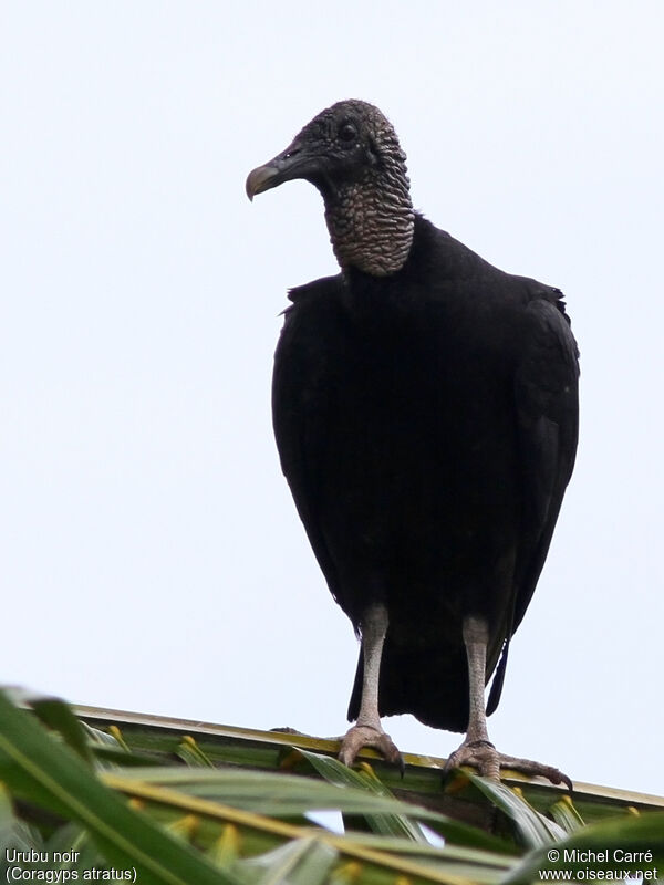 Black Vultureadult