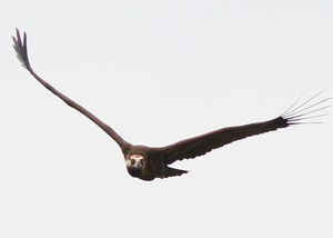 Cinereous Vulture