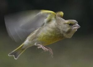 European Greenfinch 
&copy; Michel Carr�