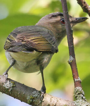Red-eyed Vireo 
&copy; Michel Carr�