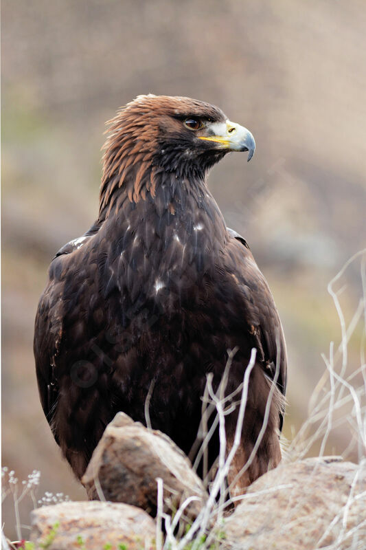 Golden Eagle, close-up portrait
