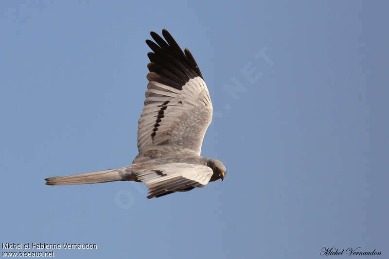 Montagu's Harrier male adult, pigmentation, Flight