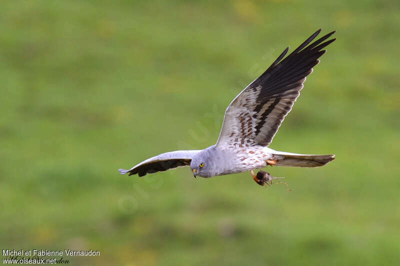 Montagu's Harrier male adult, fishing/hunting