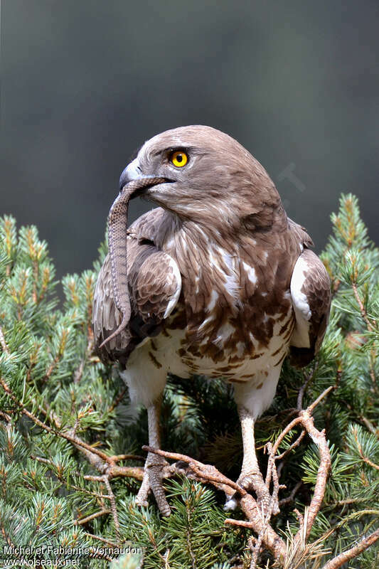Short-toed Snake Eagle female adult, feeding habits, Reproduction-nesting