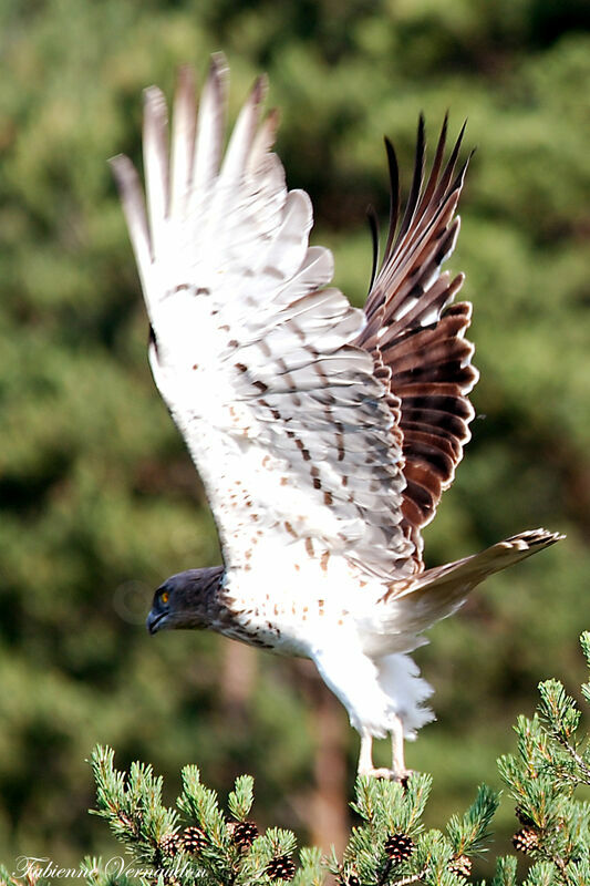 Short-toed Snake Eagle male adult