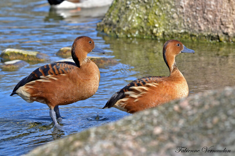 Fulvous Whistling Duckadult
