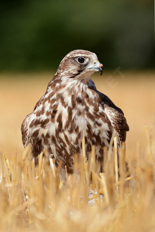 Saker Falcon female adult