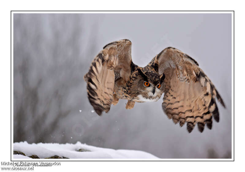 Eurasian Eagle-Owl, Flight