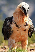Bearded Vulture