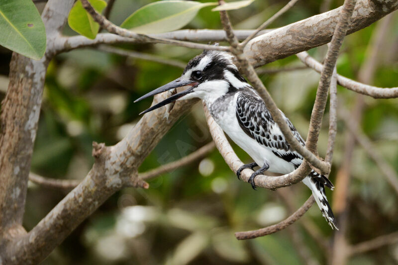 Pied Kingfisher female, eats