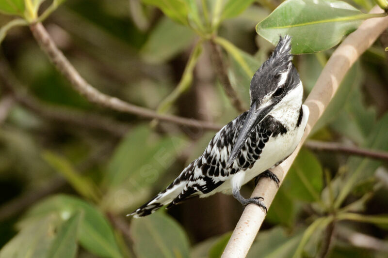 Pied Kingfisher female