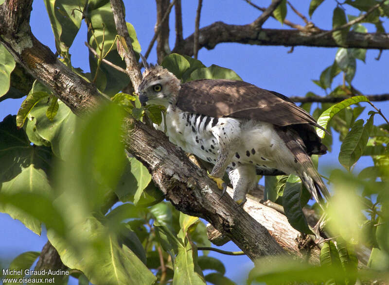 Ornate Hawk-EagleSecond year, identification