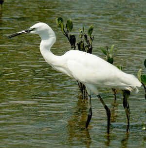 Aigrette garzette