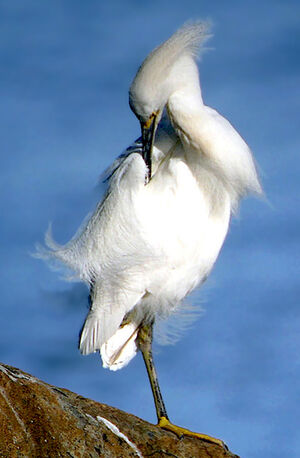 Aigrette neigeuse