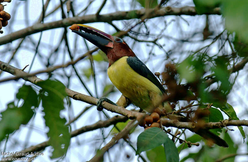 Green Aracari female adult, feeding habits