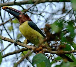 Green Aracari
