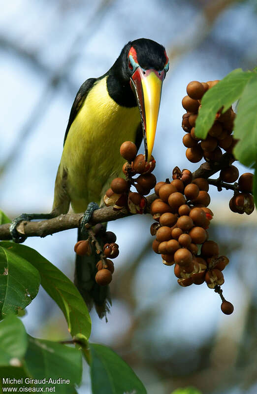 Green Aracari male adult, feeding habits, eats