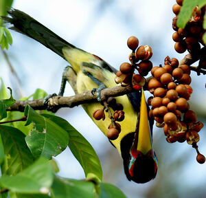Green Aracari