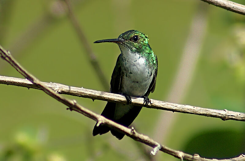 Plain-bellied Emerald, identification
