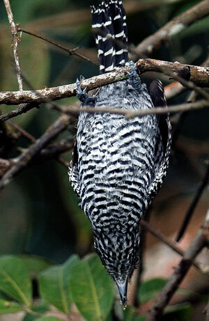 Batara ray�