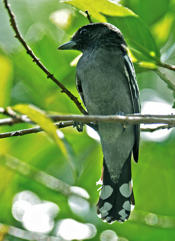 White-winged Becard male immature