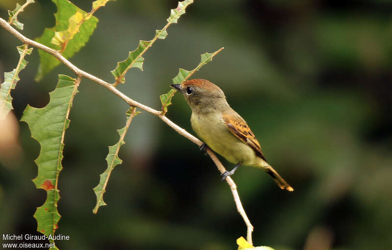 Black-capped Becard female adult, identification