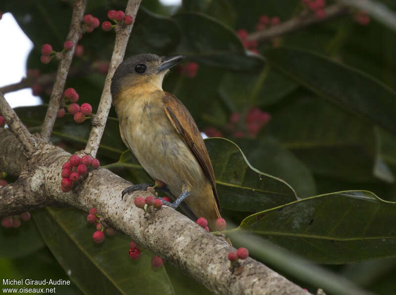 Pink-throated Becard female adult