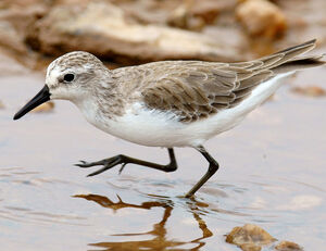 Semipalmated Sandpiper